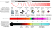 ► El Espectro Electromagnético