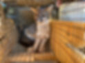 Greg Fox Picture.jpeg