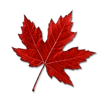 Artistic design element enhancing website aesthetics