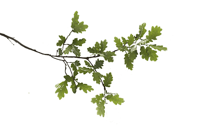 hnet.com-image (6).png