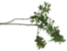 hnet.com-image (5).png