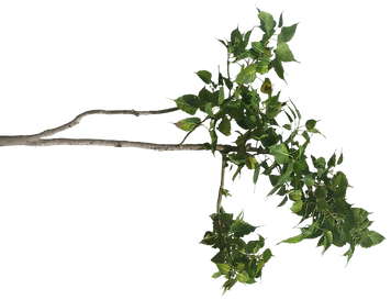hnet.com-image (5).png