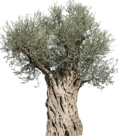 hnet.com-image (4).png