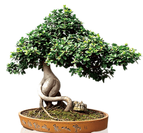 hnet.com-image (5).png