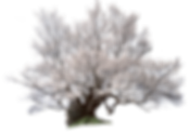 hnet.com-image (5).png