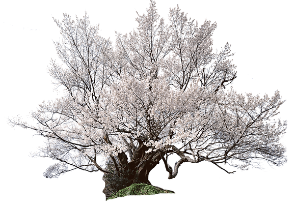 hnet.com-image (5).png