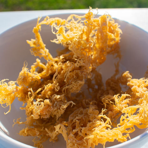 Luxury in a Jar: Why Sea Moss Deserves a Spot in Your Routine