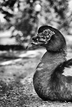 Muscovy Duck