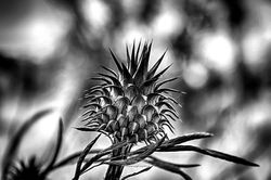 Thorn