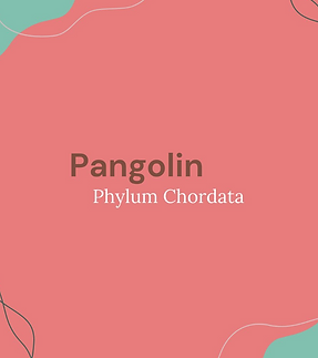 pangolin.png