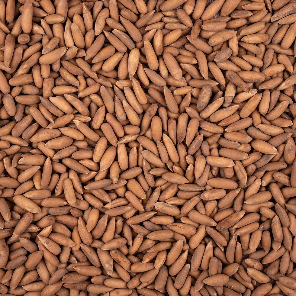 Pine Nuts