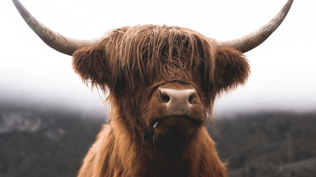 Dyrelivet ved Lista – fugler, Highland Cattle og rådyr