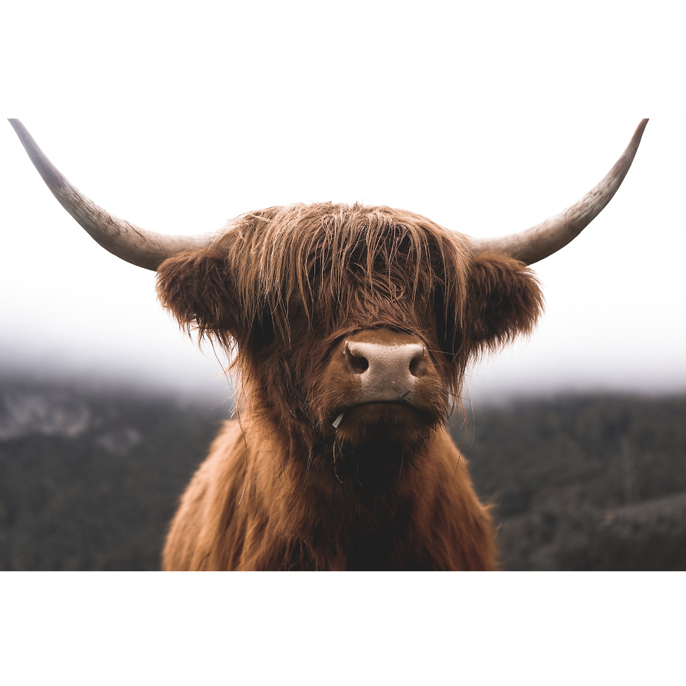 HIGHLAND CATTLE PÅ LISTA FYR