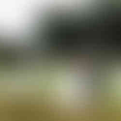 Bride and groom walking by pond.