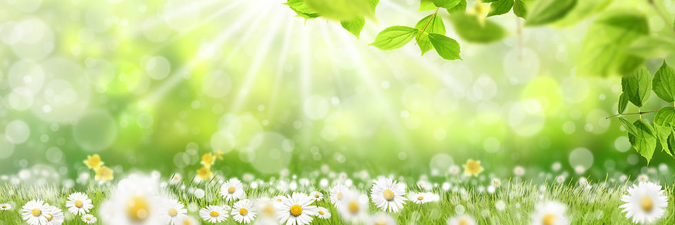 緑　白い花　木漏れ日