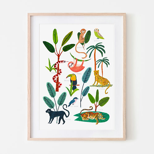 Animals of the Rainforest