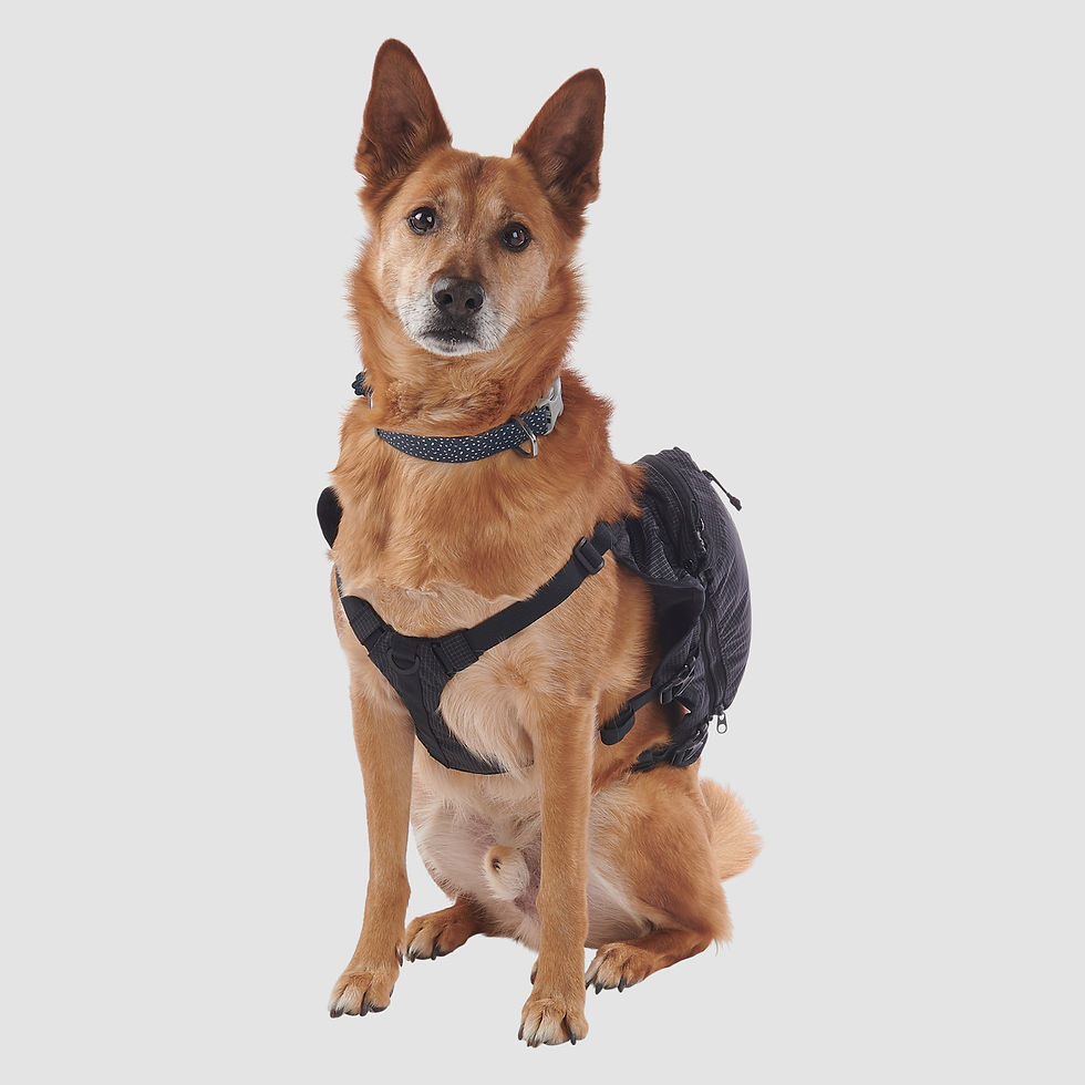 Thumbnail: ULTIMATE DIRECTION DOG VEST V2