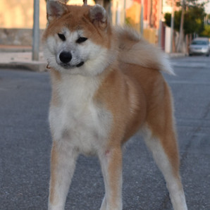 Hasu