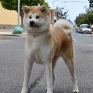 A'hajime (22 meses)