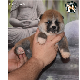 09_05_2022 16_09_43 hem 3.png