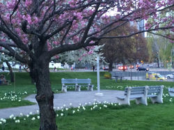 Peace Garden in Bloom