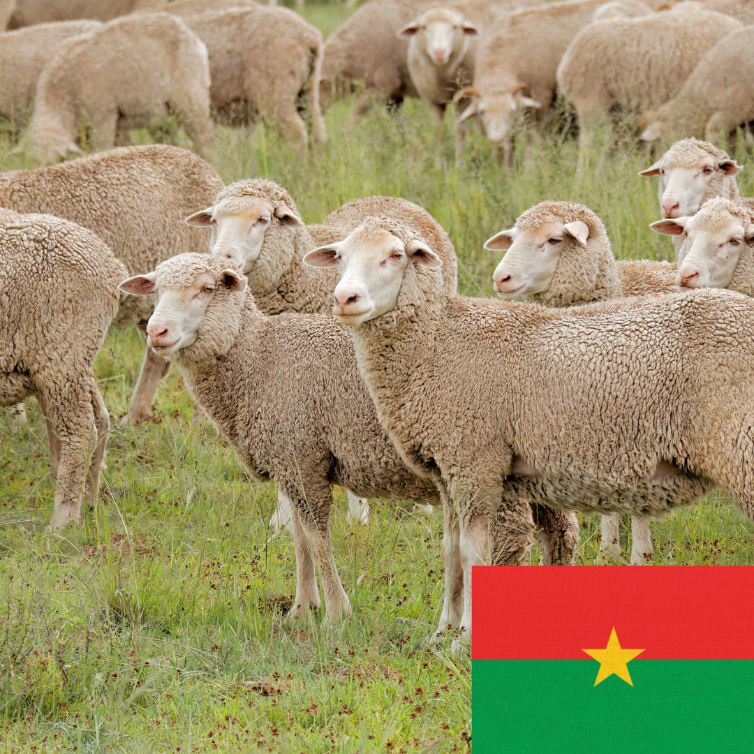 Burkina Faso Sacrificed Sheep Project