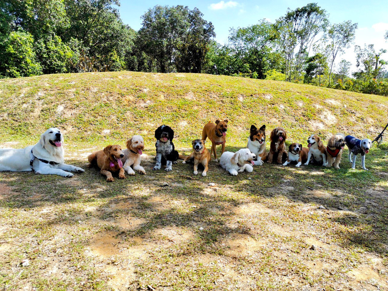 Le Bliss Paws & Friends | Playschool for Dogs | Boarding