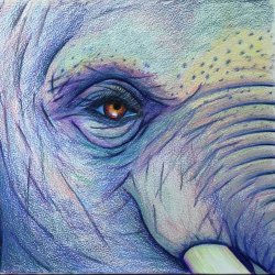 Lizzi-Bucklow-Holt-Elephant-PencilDrawin