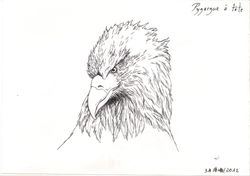 Pygargue à tête blanche
