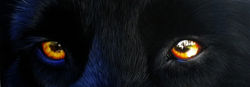 Le regard de Tango