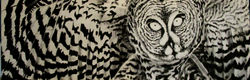 Hibou