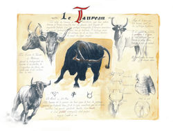 Le taureau 2013