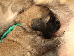 Pups drie weken