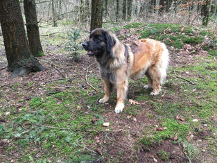 Danae 6 weken zwanger
