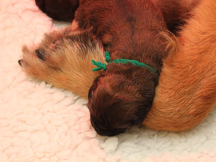 Pups geboren