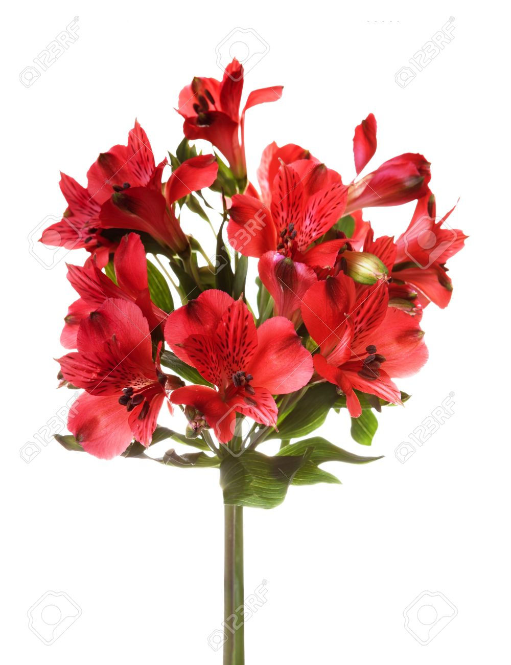 Альстромерия в ассортименте