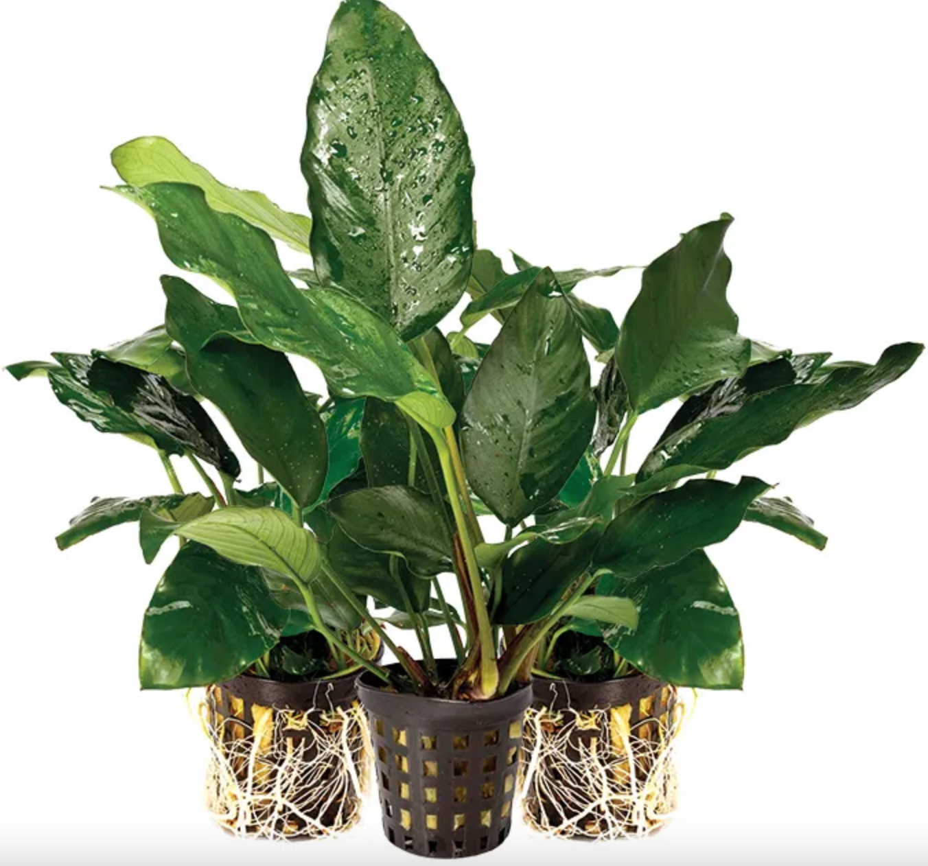 3 Pack Assorted Anubias - 5cm Pot