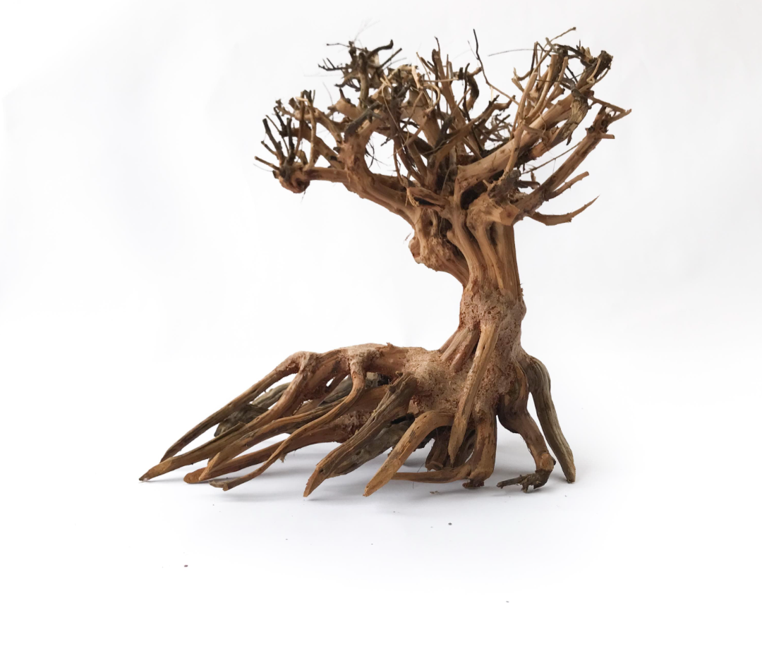 Natural Style Bonsai Tree