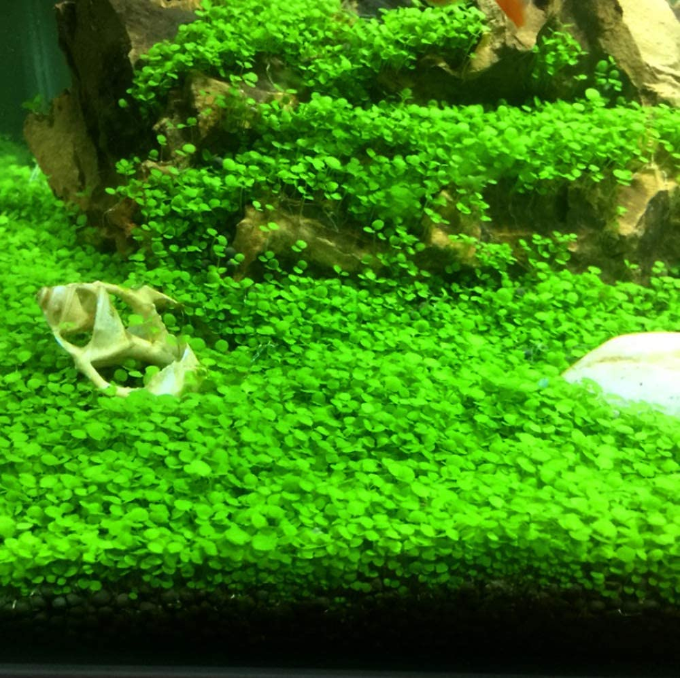 Thumbnail: Planted Aquarium Substrate 2kg