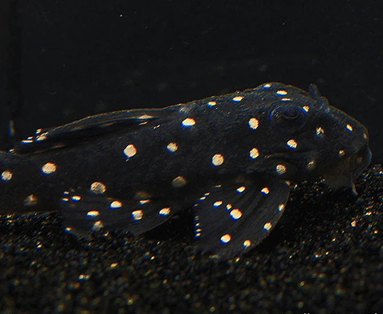 Thumbnail: L201 Snowball Pleco - 4-6cm