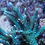 Thumbnail: Acro Stag blue tip green Coral