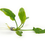 Thumbnail: CRYPTOCORYNE PONTEDERFOLIA