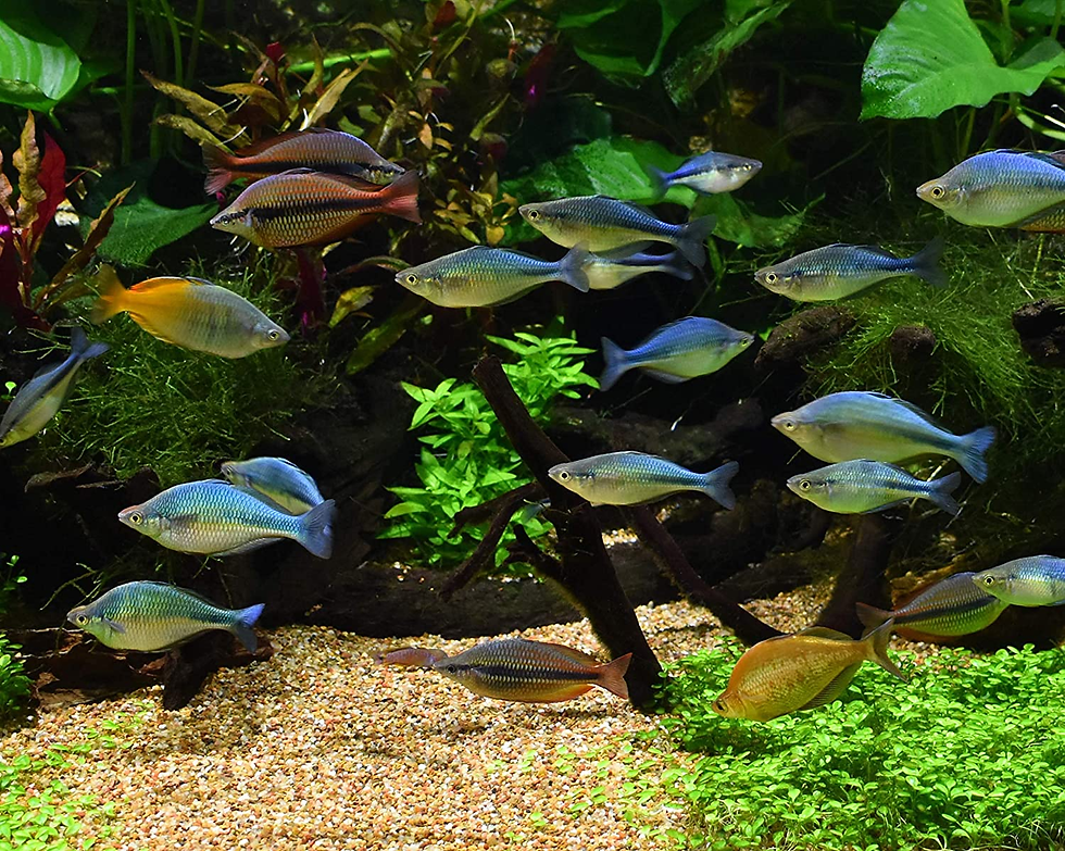 Thumbnail: Equilibrium for Planted Aquarium (SC443)