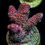 Thumbnail: Acro Mille Pink Coral