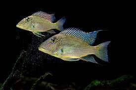 Thumbnail: Geo.leucosticta (green Horse Face Cichlid