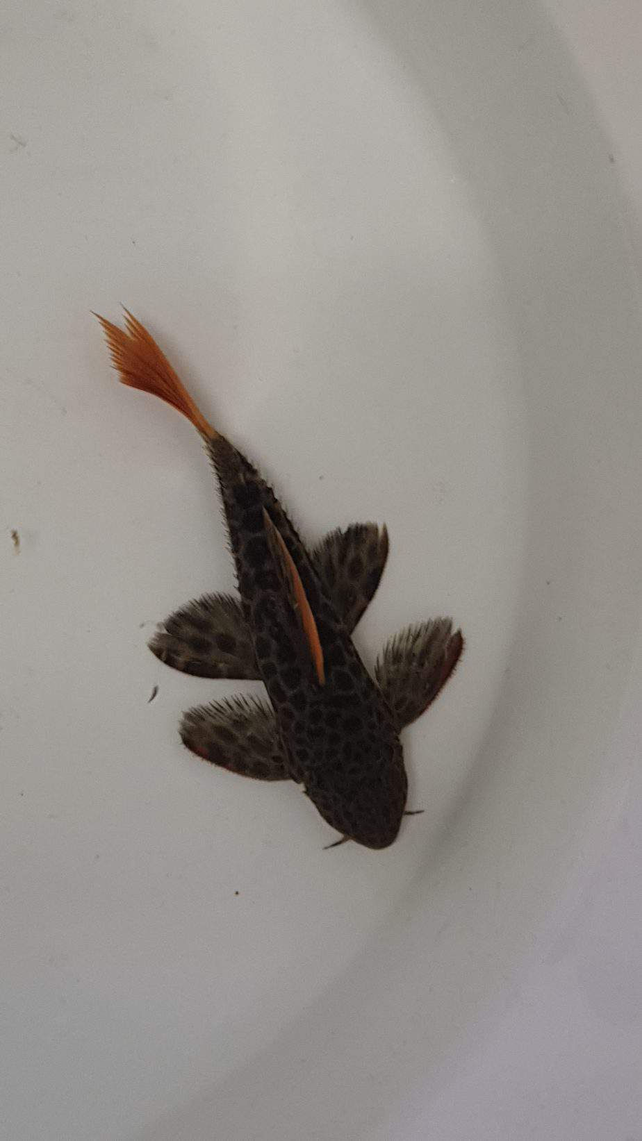 Thumbnail: L600 leopard Cactus Pleco