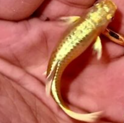 Thumbnail: 24 Karat Gold Guppy 3cm