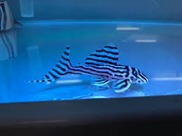 L046 – Zebra Pleco – Hypancistrus zebra 6CM | Beyond Aquatics
