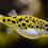 Thumbnail: Spotted Puffer Fish