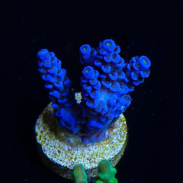 Thumbnail: Acro Tenuis blue Coral